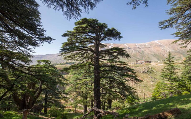 Foresta dei Cedri - Viaggio in Marocco