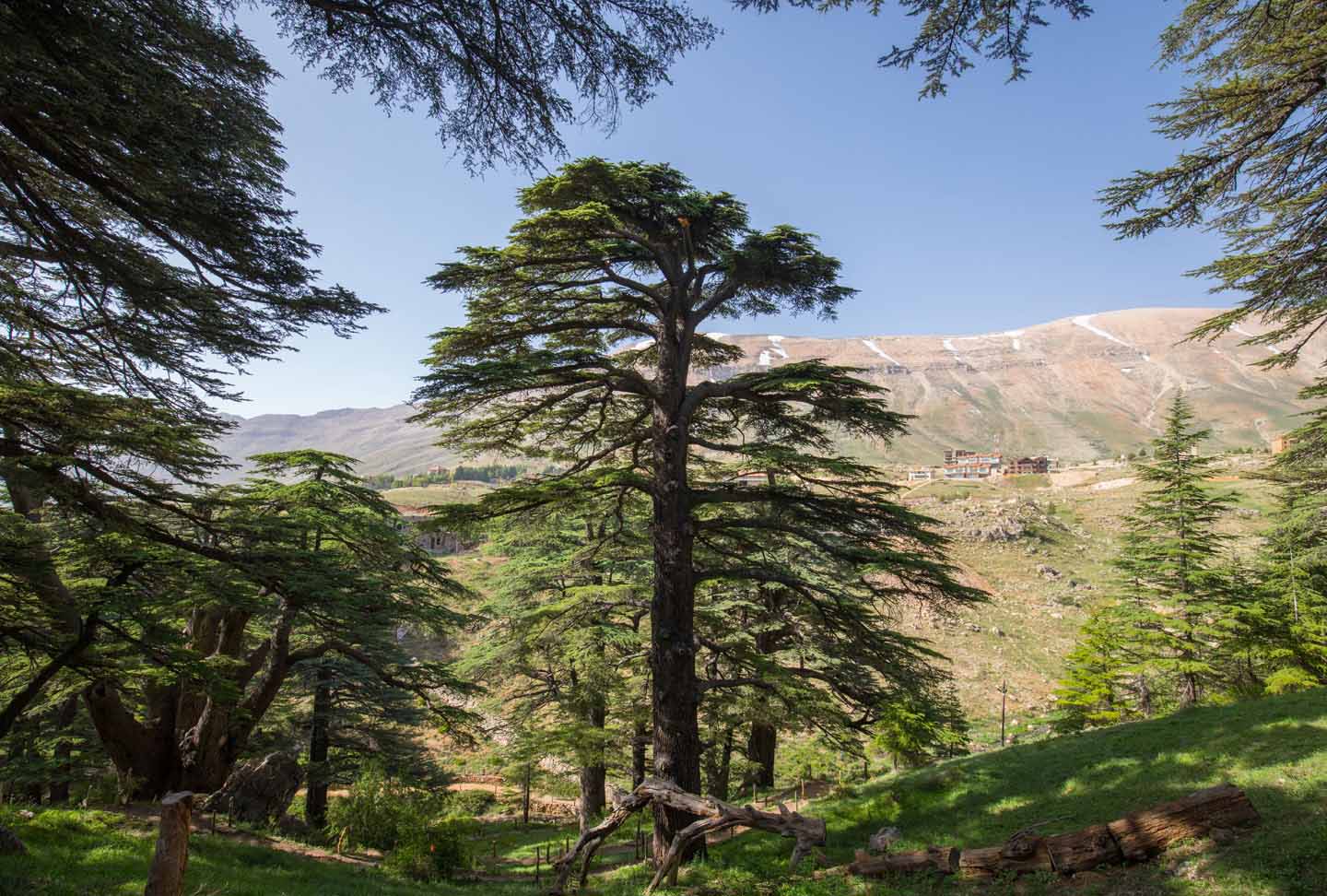 Bosco di Cedri - Viaggio in Marocco