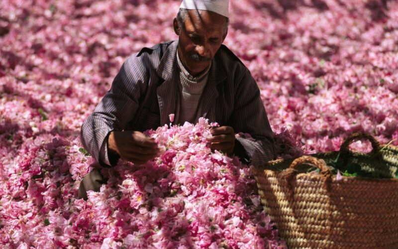 valle delle rose - viaggi in marocco