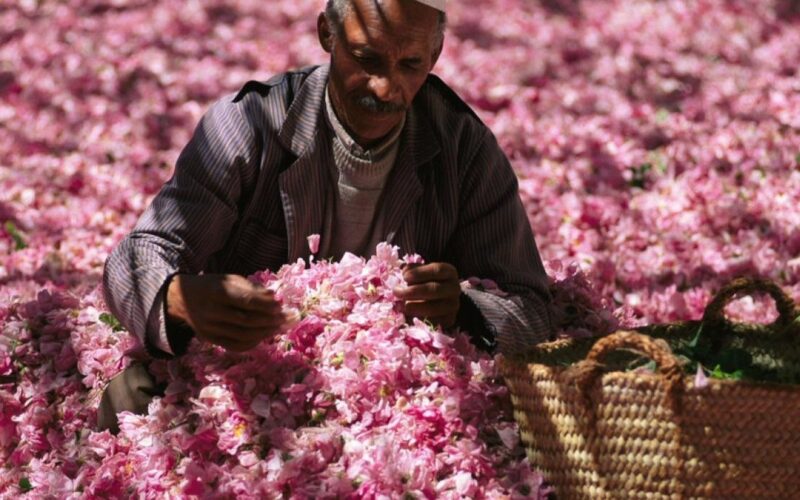 Tour città dell'impero in Marocco 5 - valle delle Rose