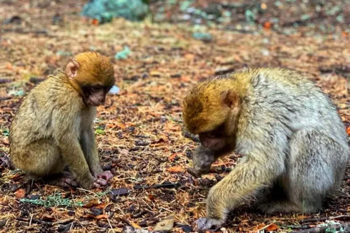 La foresta dei cedri - Marocco
