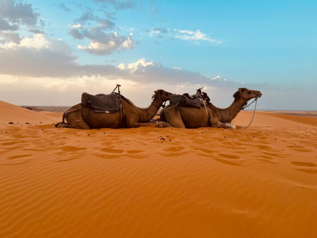 2 Days Tour from Marrakech to Zagora Desert
