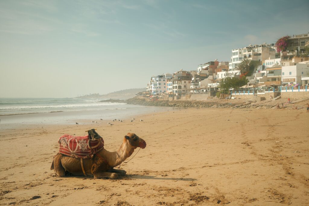 A lone camel rests on a Moroccan beach with white buildings and the sea in the background.