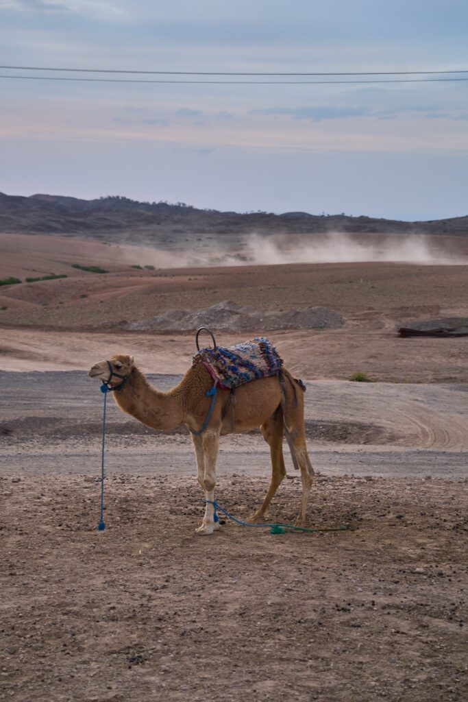A solitary camel with a colorful saddle stands in the vast, serene Moroccan desert landscape under a cloudy sky.
